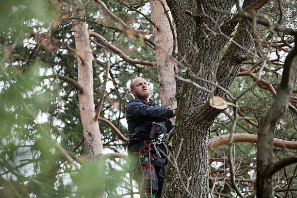 Best Tree Mulching  in Columbia, KY